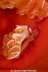 Imprial shrimp at spanish dancer. by Cipriano (ripli) Gonzalez 